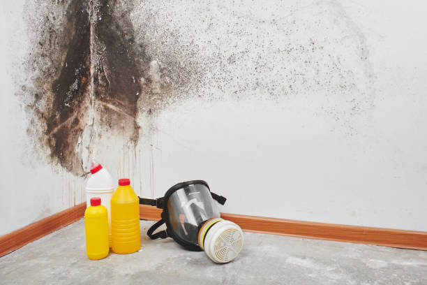Office Mold Removal Services in River Hills, WI