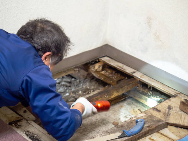 Best Professional Mold Removal  in River Hills, WI