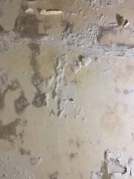 Best Residential Mold Removal  in River Hills, WI