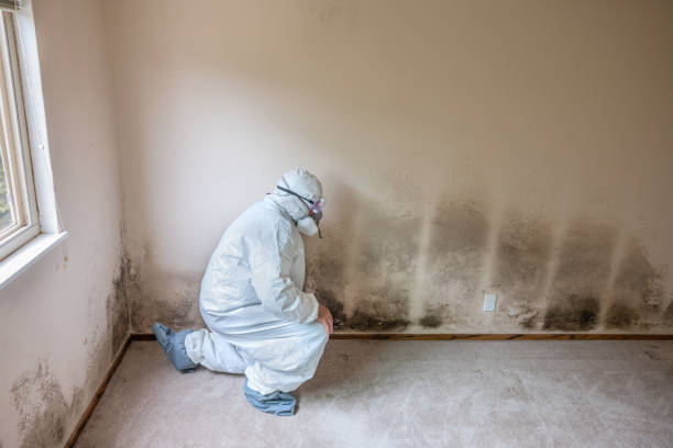 Best Black Mold Removal  in River Hills, WI