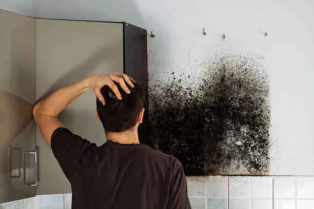 Best Attic Mold Removal  in River Hills, WI