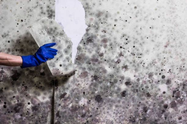 Best Emergency Mold Removal  in River Hills, WI