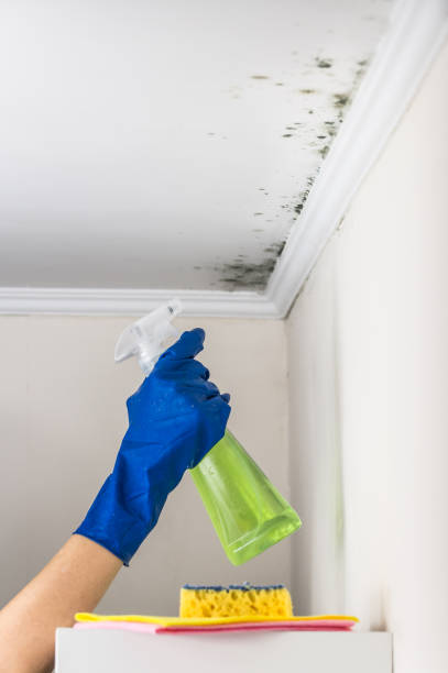 Best Certified Mold Removal  in River Hills, WI